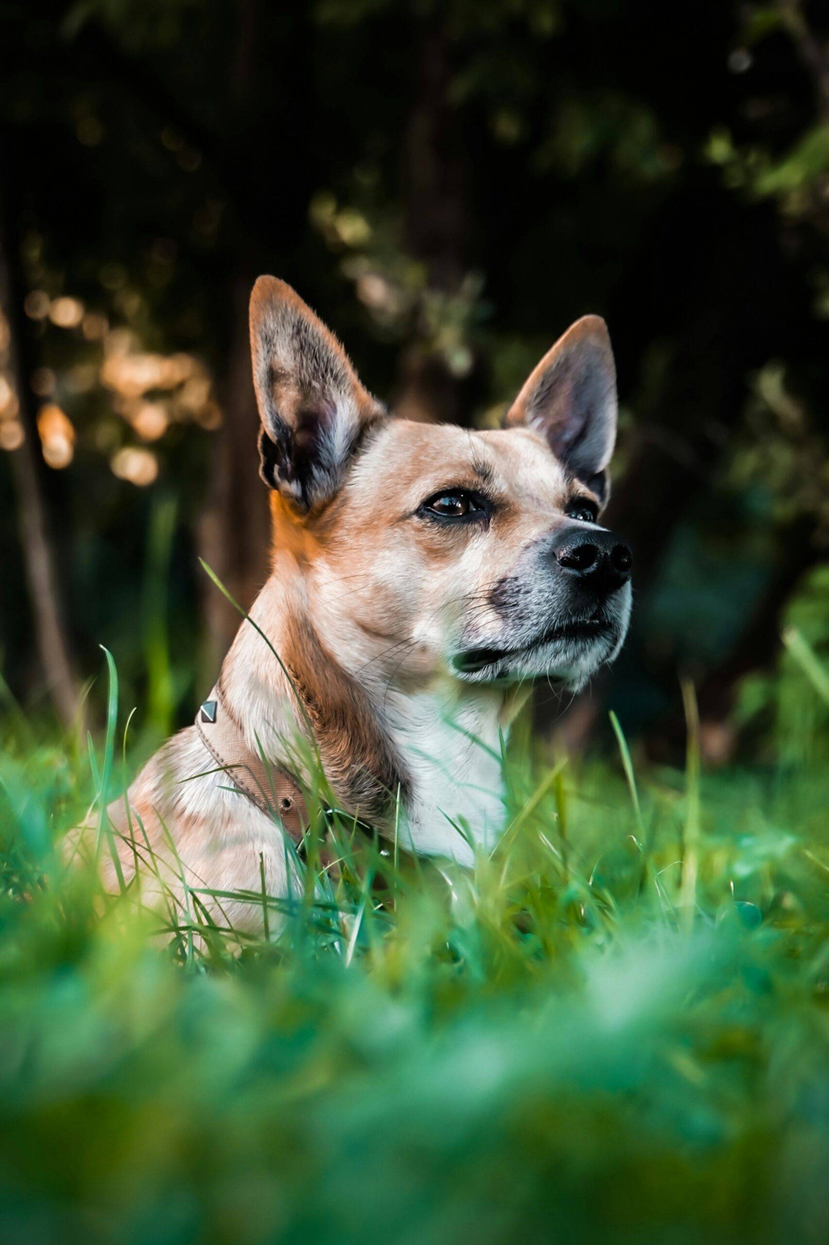 Hund in Hundebetreuung Frauenfeld