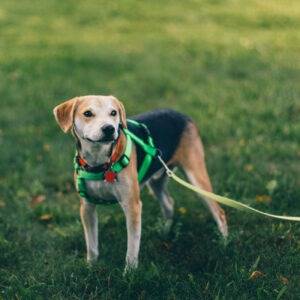Hund an Leine bei Abholdienst Hundebetreuung Frauenfeld