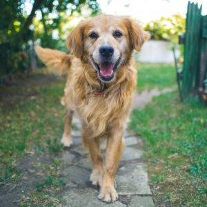 Zufriedener Hund in Tagesbetreuung von Hundebetreuung Frauenfeld