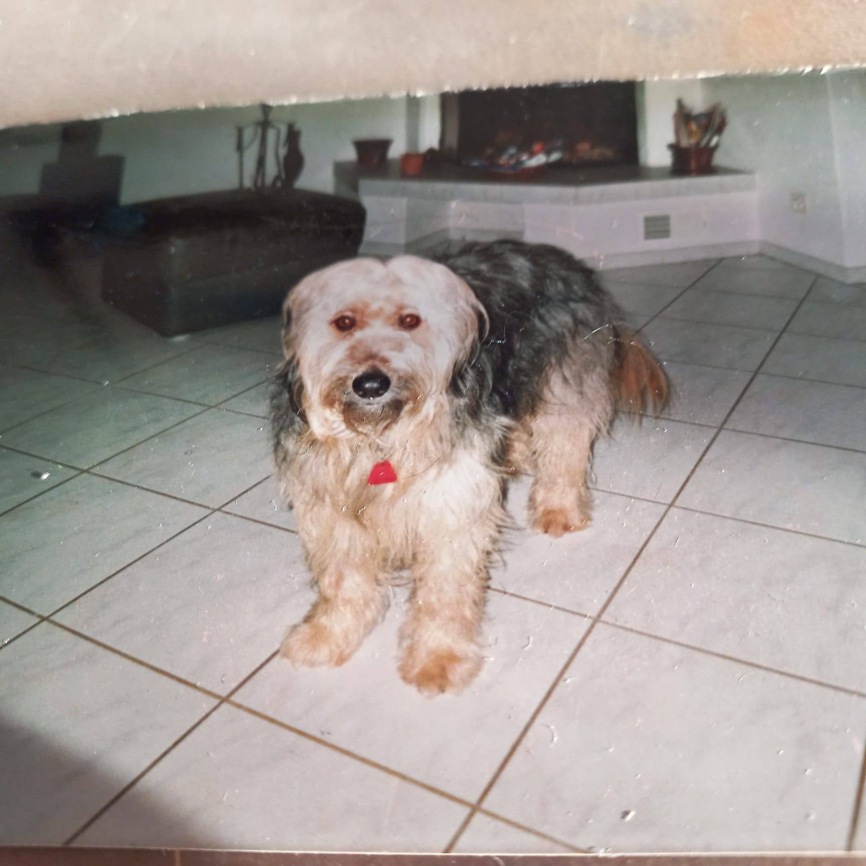 Stehender Hund in einem Wohnzimmer in Frauenfeld