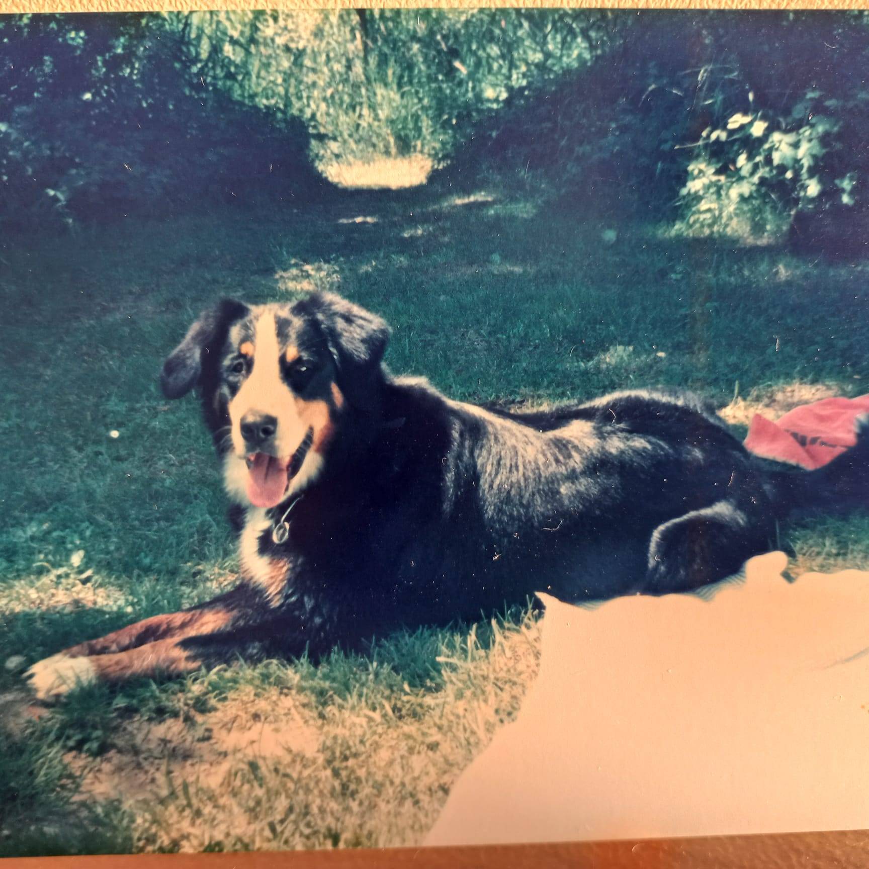 Analogfoto einer Hündin.